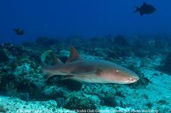 Cozumel - Mexico. Spotted shark.